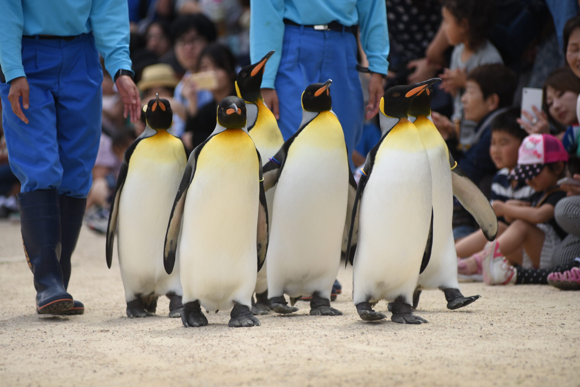 ペンギン③：お散歩　※要クレジット「©NPTA」